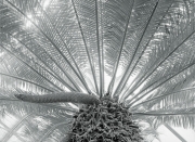 Sago Palm