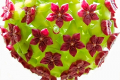 Hoya Hoya