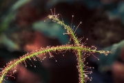 Sundews