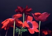 Anemones