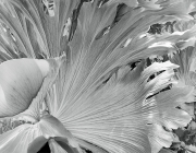 Staghorn Fern