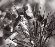 Geranium Seeds