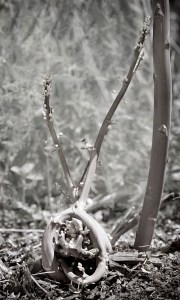 Odd Asparagus