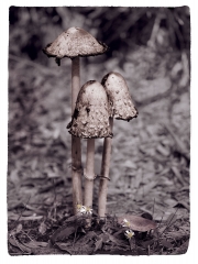 Forest Mushrooms