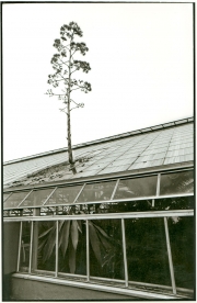 Century Plant Breaks Out of Greenhouse