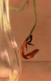 Spent Tulip