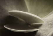 Abstract Botanicals Series
