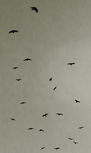 Crows in Flight