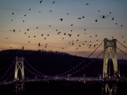 Crows on the Hudson