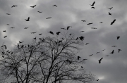 Crows Aloft