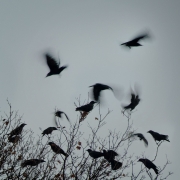 Crows Dance