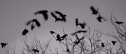 Crows Gather