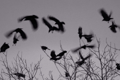 Crows Gather