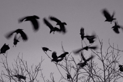 Crows Gather Crows Gather