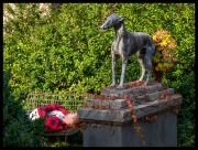 Pup Elizabeth Street Garden