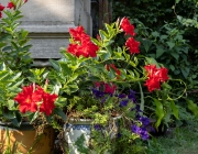 Bougainvillea Elizabeth Street Garden