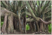 Ancient Banyan Tree- 2 Views