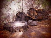 Fallen Tree, NM
