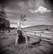 Stump near Millbrook Winery