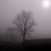 Morning Fog