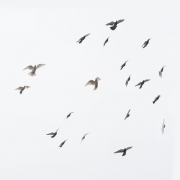 Bird Ballet