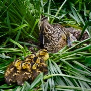 Mallard with Her Newborns