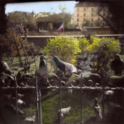 French Pigeons