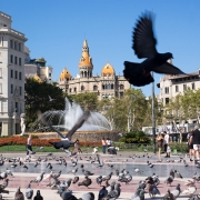 Catalonia Square Pigeons