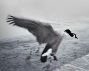 Goose in Flight