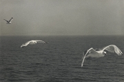 Seagulls In Flight