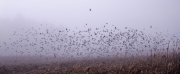 Red-winged Blackbirds Migrate