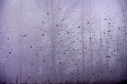 Flock of Red-winged Blackbirds at Dawn