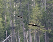 Bald Eagles in Flight