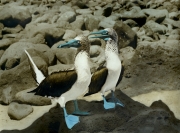 Blue Footed Boobies