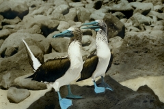 Blue Footed Boobies