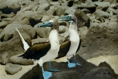 Blue Footed Boobies Blue Footed Boobies