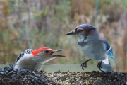 Flicker and Jay at the Feeder