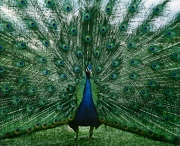 Peacock Struts HIs Stuff