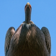 Pelican-Looking Up