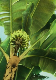 Banana Tree