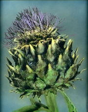 Thistle