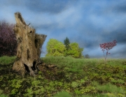 Stump, Terhune apple orchard