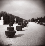 Topiary. Chateau de Versailles, France