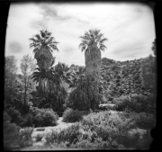 Thousand Palms