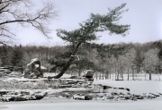 Innisfree Pine