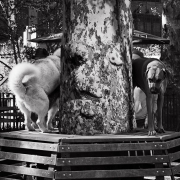 Pups at the Park