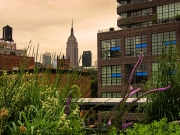 High Line Gardens Compliment the Empire State Building