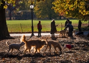 Getting to Know You, Central Park