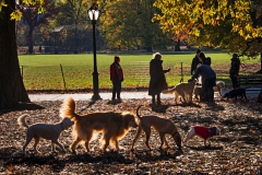 Getting to Know You, Central Park