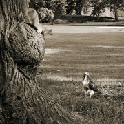 Central Park Hawk and Squirrel